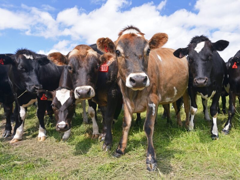 Taupō man fined $12k for starving calves