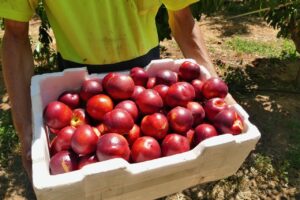 Huge losses ahead for apple and pear sector – NZAPI