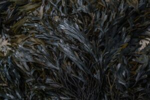 Is seaweed the next superfood?