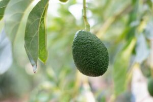 NZ avocado sector to top $200m