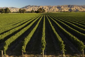 Meat, wine exports jump despite Covid, supply chain headwinds