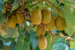 Kiwifruit spray submission deadline extended