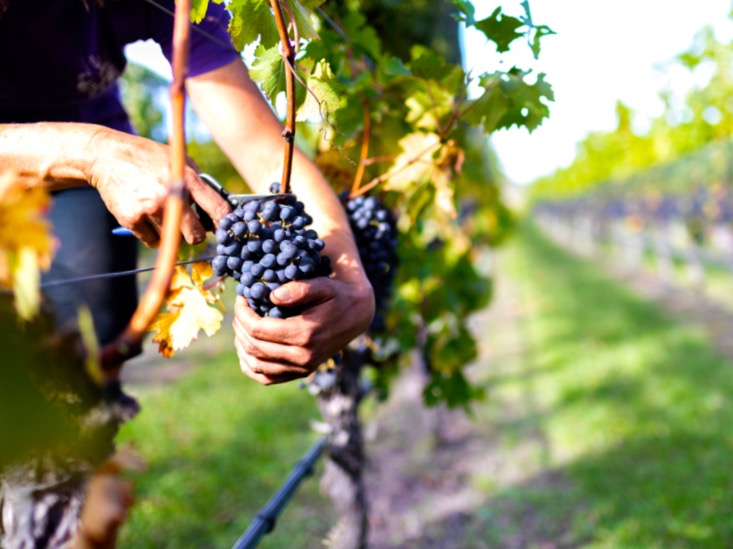 MPI launches wellbeing workshops for wine sector