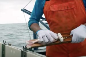 Inquiry welcome, industry transition “challenging” – Seafood NZ
