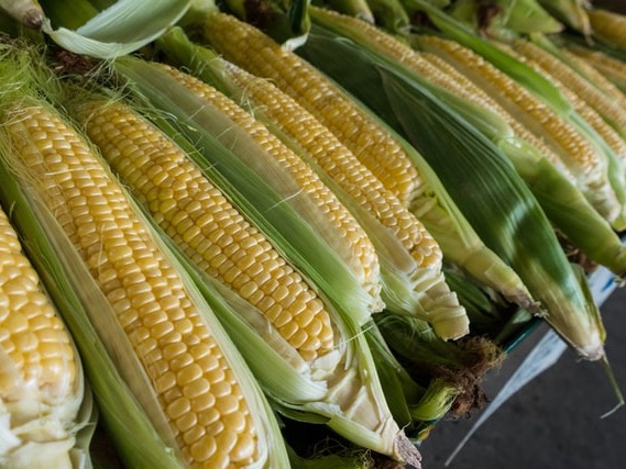 GE corn approved by food safety regulators prompts warning