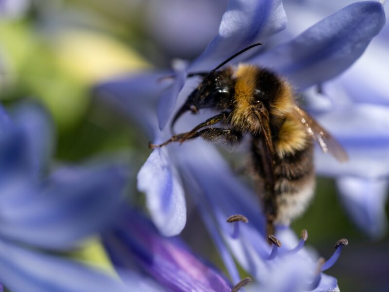 New research aims to boost longevity of bees for growers