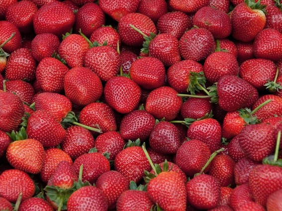 Strawberry prices crushed 43% as exports fall