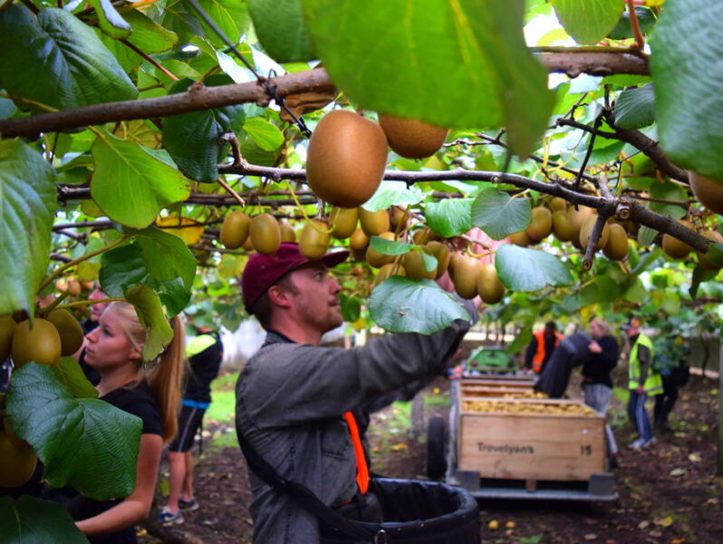 Harvest taster day to get workers into kiwifruit industry