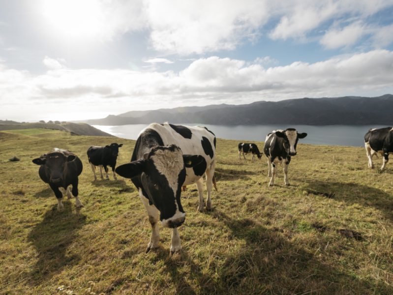 NZ Dairy Industry Award winners named