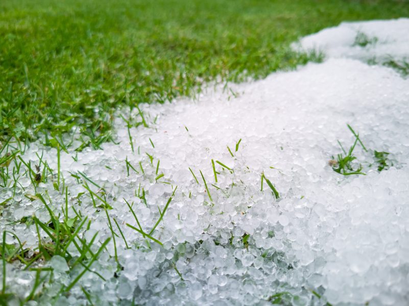 IR unveils tax relief for hail-affected growers