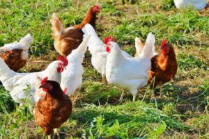 Delivery companies ranked on chicken commitments