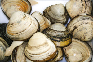 Southern Clams debuts website to showcase sustainability