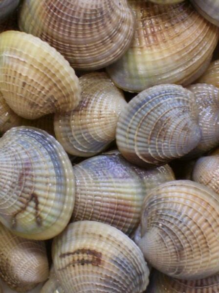 Auckland fishers fined $4000 for taking cockles from closed beach