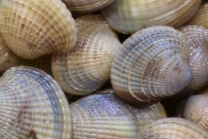 Auckland fishers fined $4000 for taking cockles from closed beach
