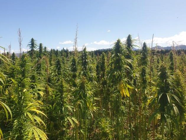 Food packaging helps attract SFFF investment in hemp
