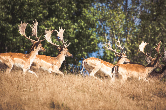 Game Animal Council launches online resource to help hunters