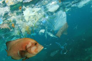 A quarter of fish in Hauraki Gulf have microplastics in their guts – NIWA