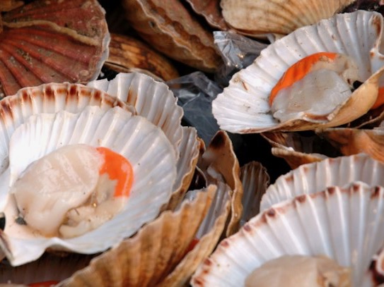 Protection urged for scallop stocks