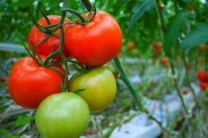 Crop registration app launched for tomato growers