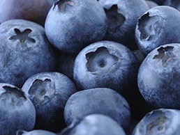T&G to debut Australian blueberries in December