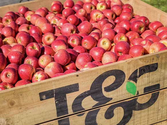 New T&G Envy orchard gets go-ahead