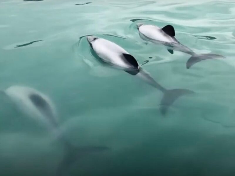 Watch: Moana NZ, Sanford back Māui dolphins drone project