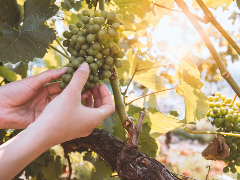 Wine demand strong as $1bn harvest kicks off
