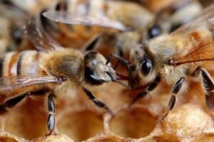 Apiculture NZ secures funding for honey sector strategy