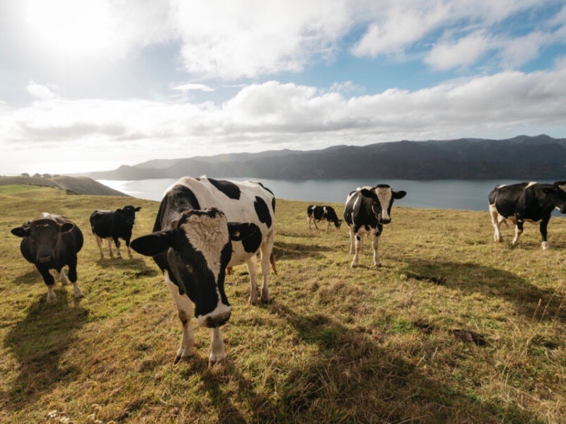 AgriTech NZ backs $340m climate action centre