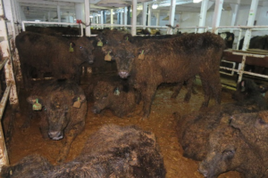 Fed Farmers ‘surprised’ at live export ban