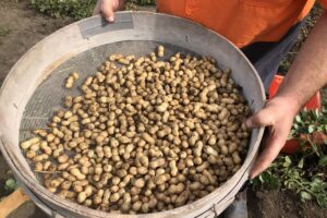 Pic’s wins with NZ-grown peanut trial