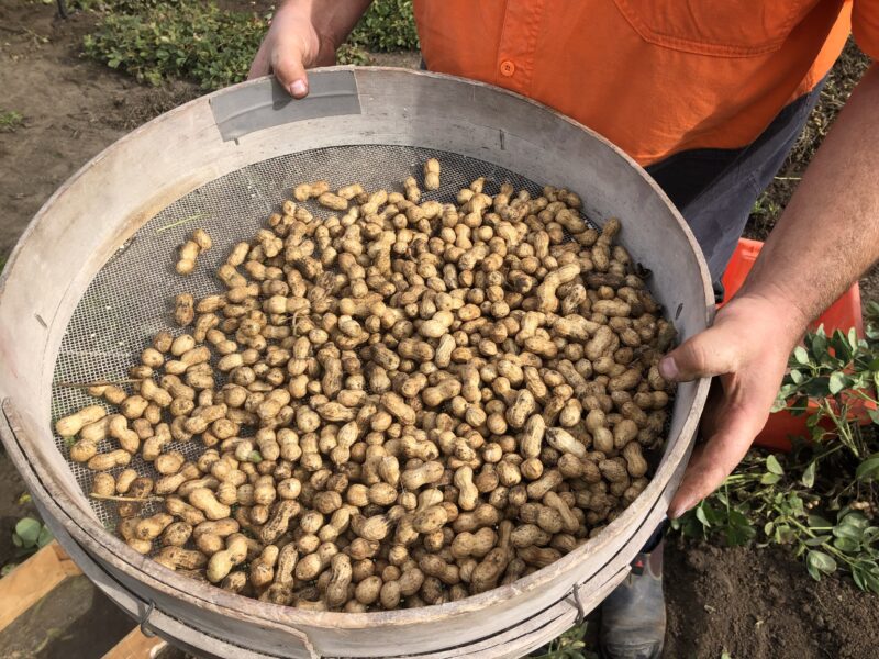 Pic’s wins with NZ-grown peanut trial