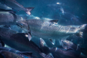 King Salmon bets on open ocean farm for $200m boost
