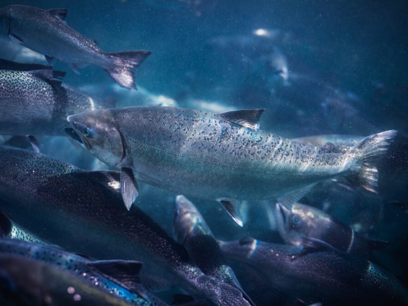 NZ King Salmon raises $50m, allocates shortfall