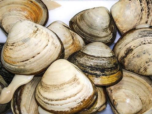 Public warned away from collecting West Coast shellfish