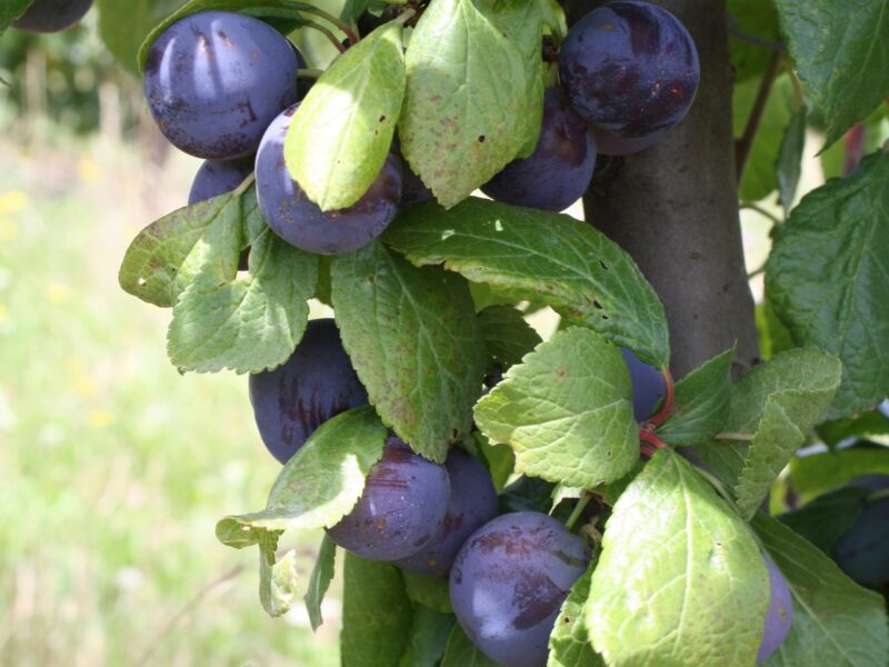 $50k HVN funding puts plums in spotlight