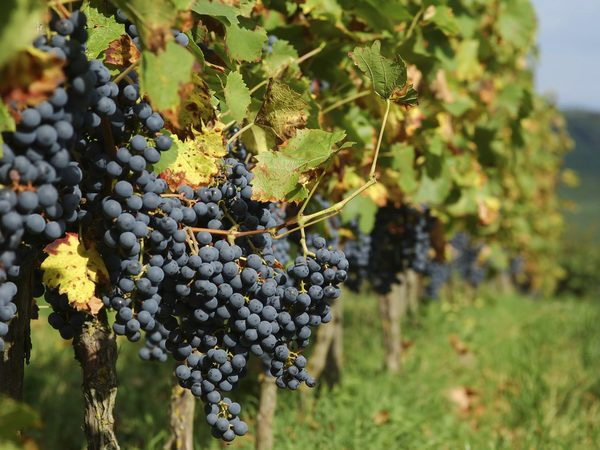Wine, meat sectors welcome “significant” NZ-UK FTA