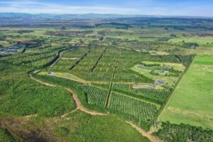 Northland avocado orchard on the block