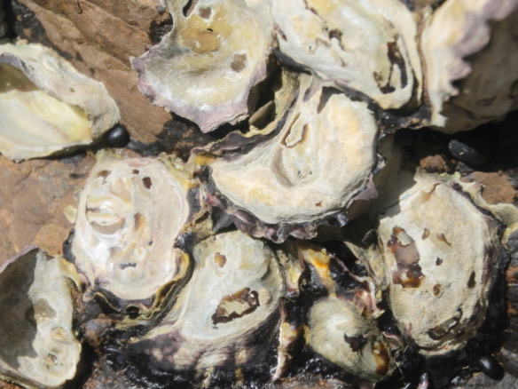 NZ rock oyster industry revival being scoped