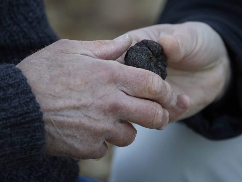 Investors keen for taste of truffles as $26m venture gets ‘positive’ reception