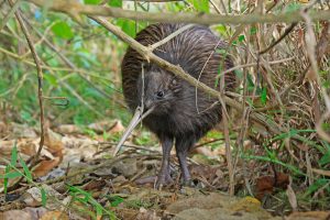 Comvita steps up to Save the Kiwi