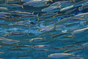 Most of NZ’s fish stocks performing well – Fisheries NZ