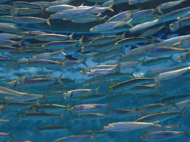 Perspectives: Swap salmon for sardines to keep four million tonnes of fish in the sea
