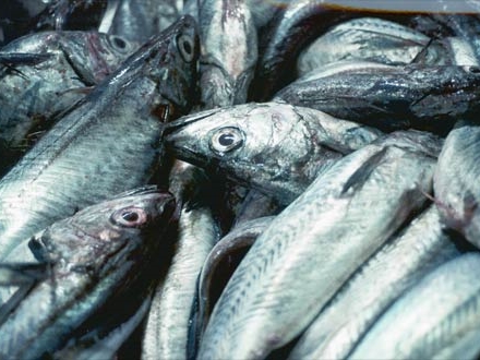 Southland firm fined for poor seafood records