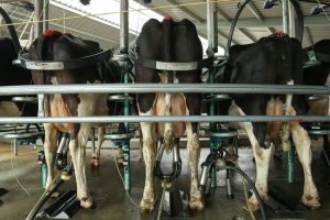 Greenpeace criticises dairy after research shows water becoming “undrinkable”