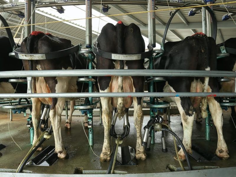 Greenpeace criticises dairy after research shows water becoming “undrinkable”