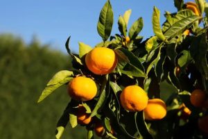 T&G: Satsuma mandarins arrive early