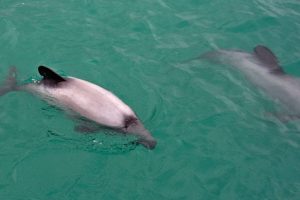 Fishing sector talks after Hector’s dolphin capture