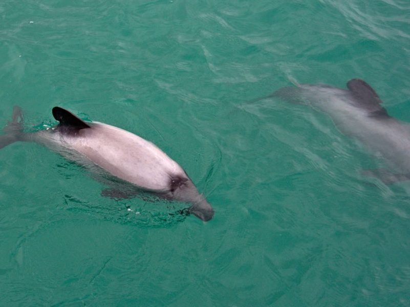 Fishing sector talks after Hector’s dolphin capture