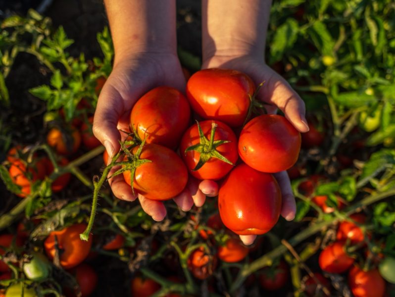 Bumper tomato harvest delivers record yield for Wattie’s